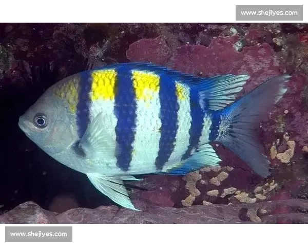 岱山海钓者意外发现：不同鱼类竟有独特 “语言”，百年渔谚暗藏声学密码